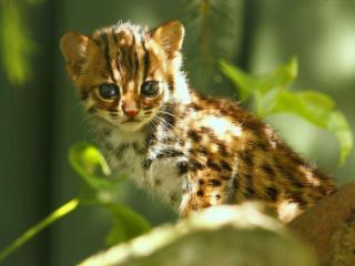 Dierenpark Taman Indonesia2