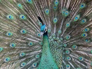 Dierenpark Taman Indonesia4