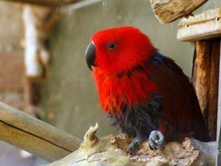 Dierenpark Taman Indonesia6