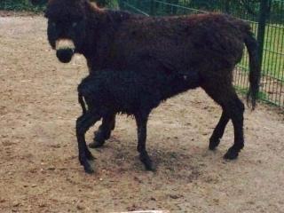 Speel- en Dierenpark Sanjesfertier (9)