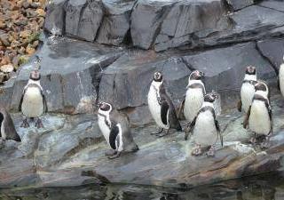 WILDLANDS Adventure Zoo Emmen