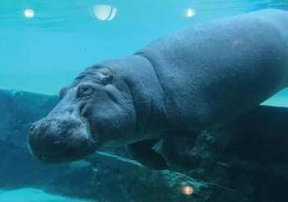 WILDLANDS Adventure Zoo Emmen2
