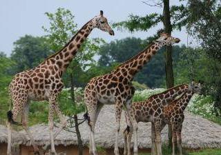 WILDLANDS Adventure Zoo Emmen3