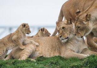 WILDLANDS Adventure Zoo Emmen4