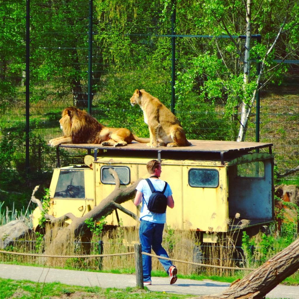 safari school beekse bergen