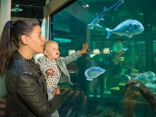 Noordzee-aquarium-1